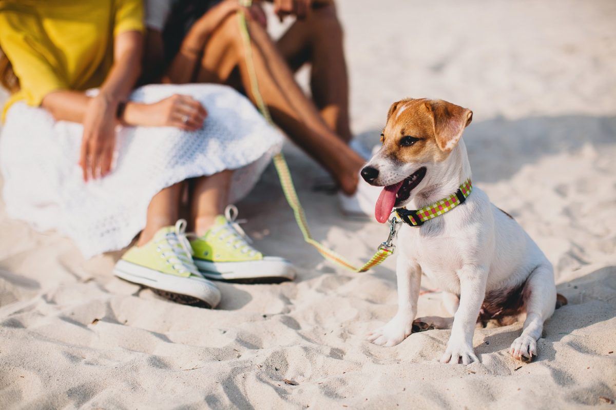 96 Best Pet Friendly Resort In Florida